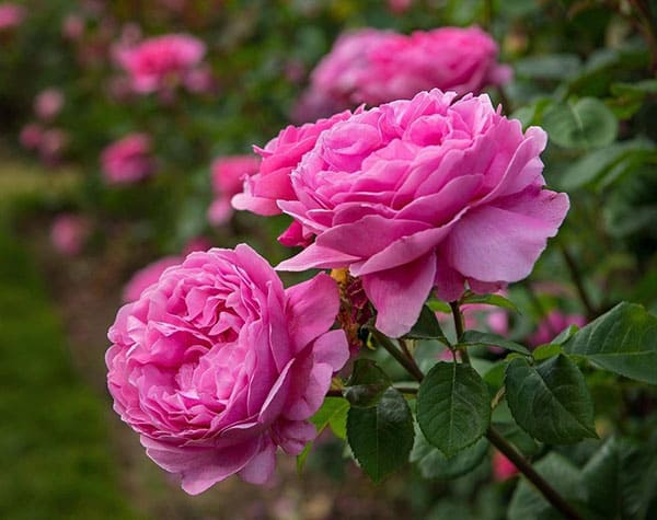 تصویر 2 از گل محمدی صادراتی با کیفیت بالا و عطر طبیعی ممتاز